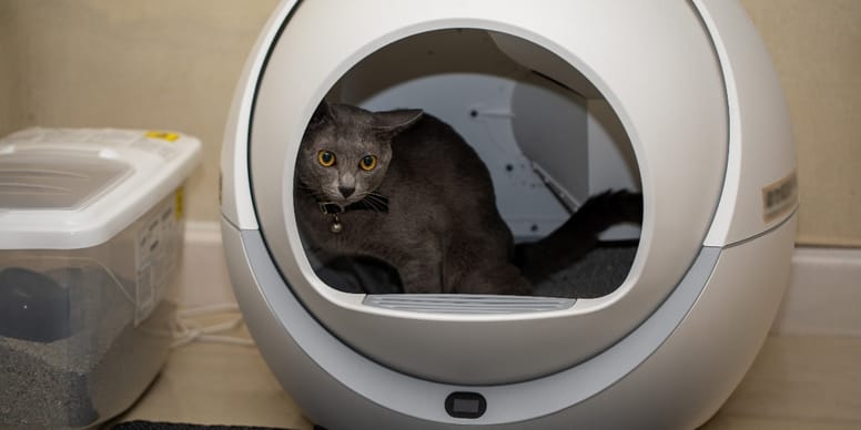 Selbstreinigendes Katzenklo Welches Modell ist das beste 2025?